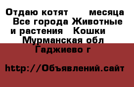 Отдаю котят. 1,5 месяца - Все города Животные и растения » Кошки   . Мурманская обл.,Гаджиево г.